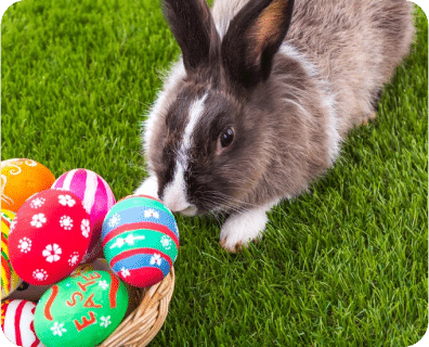 Animal Easter Story Show