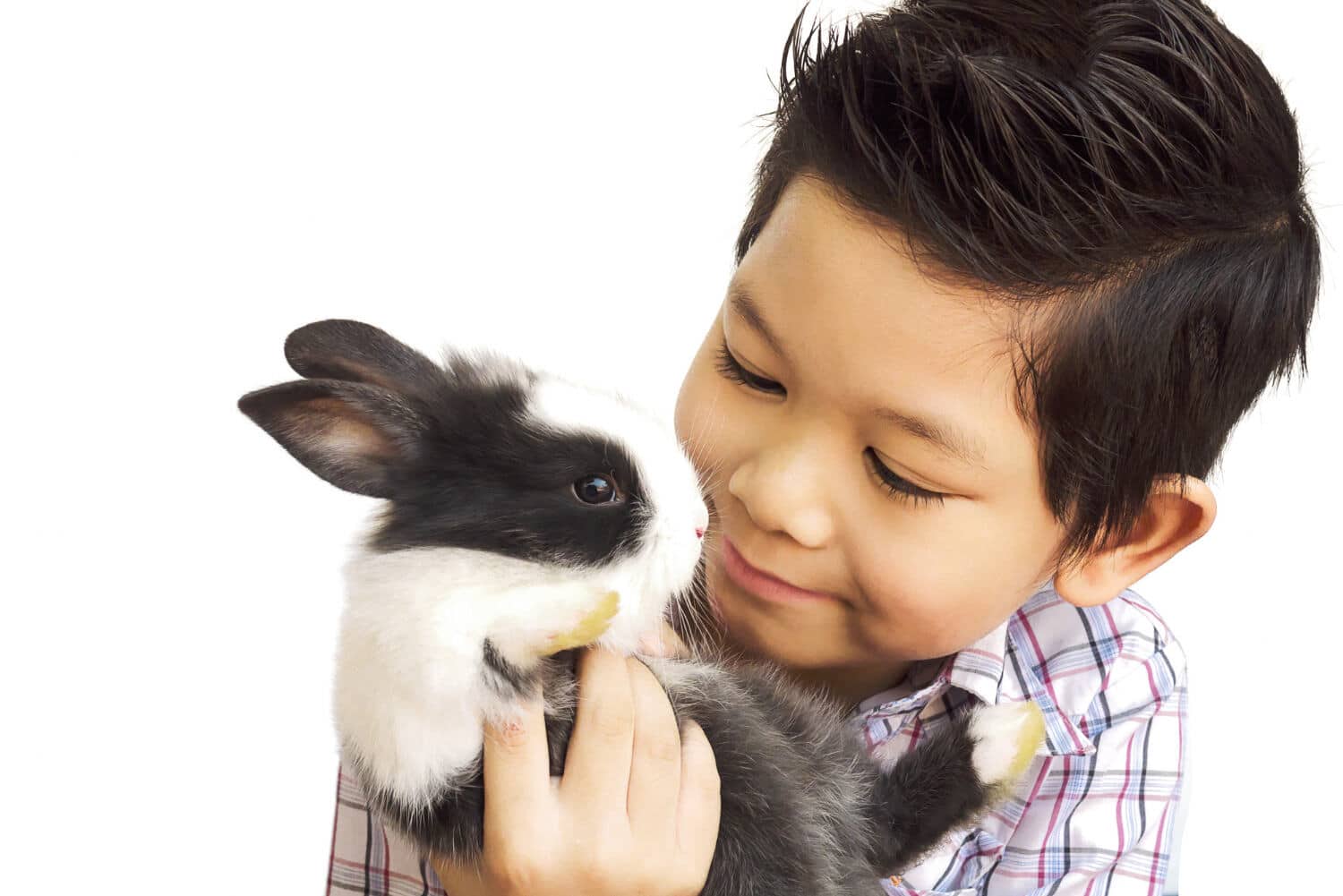 Mobile Petting Zoo in Bristol