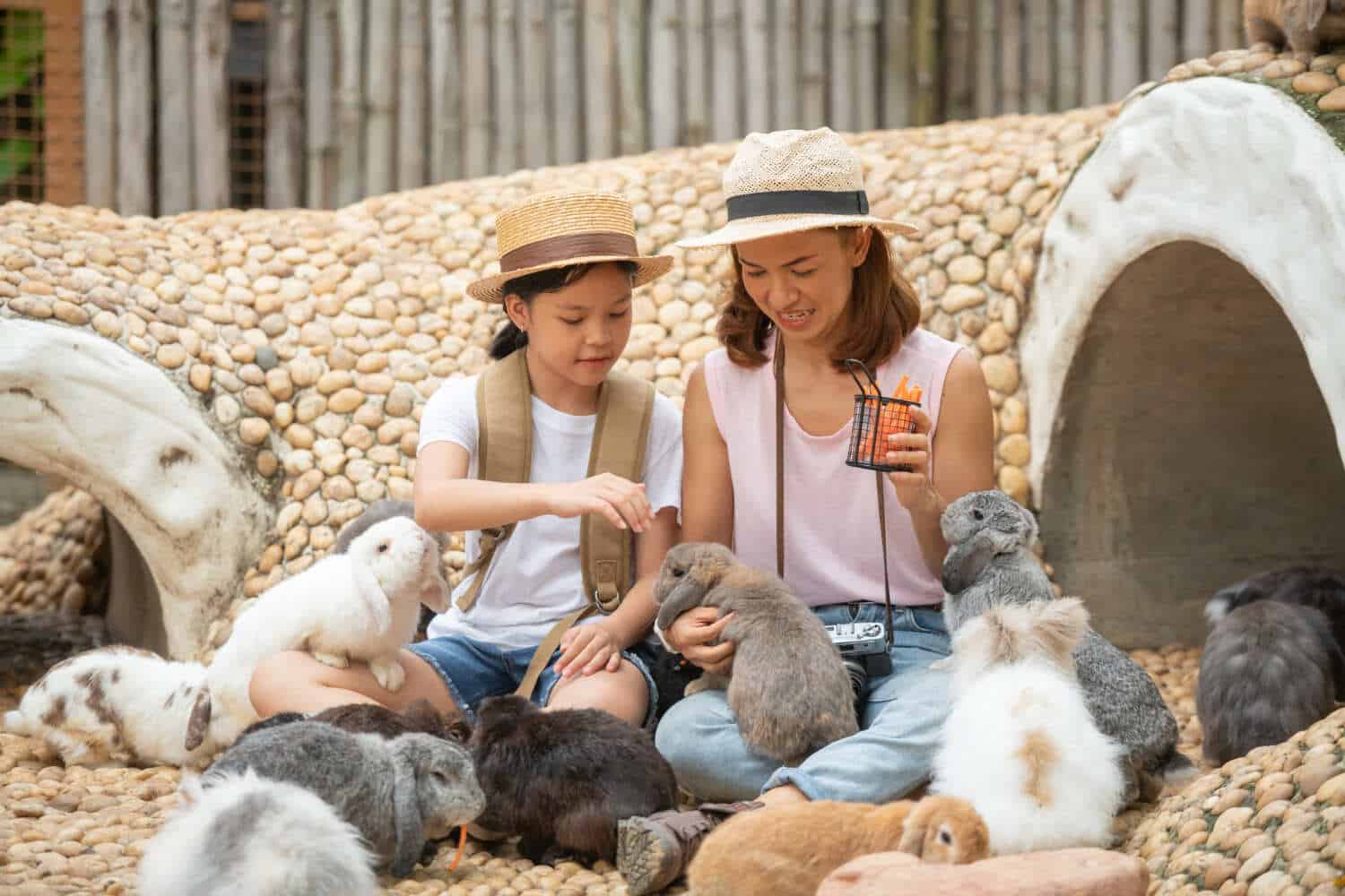 Mobile Petting Zoo Dorset