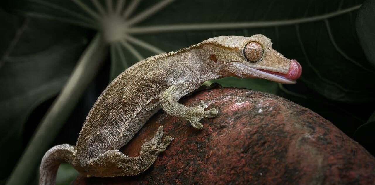 Animal 7
