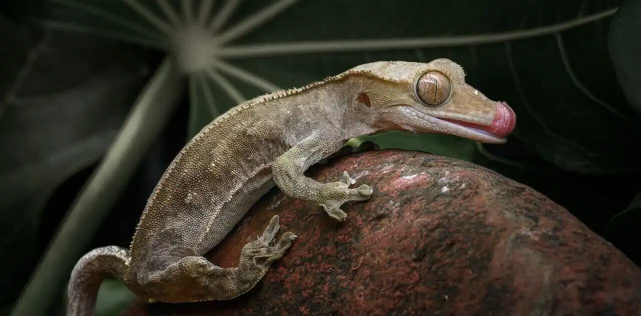 Crested Gecko