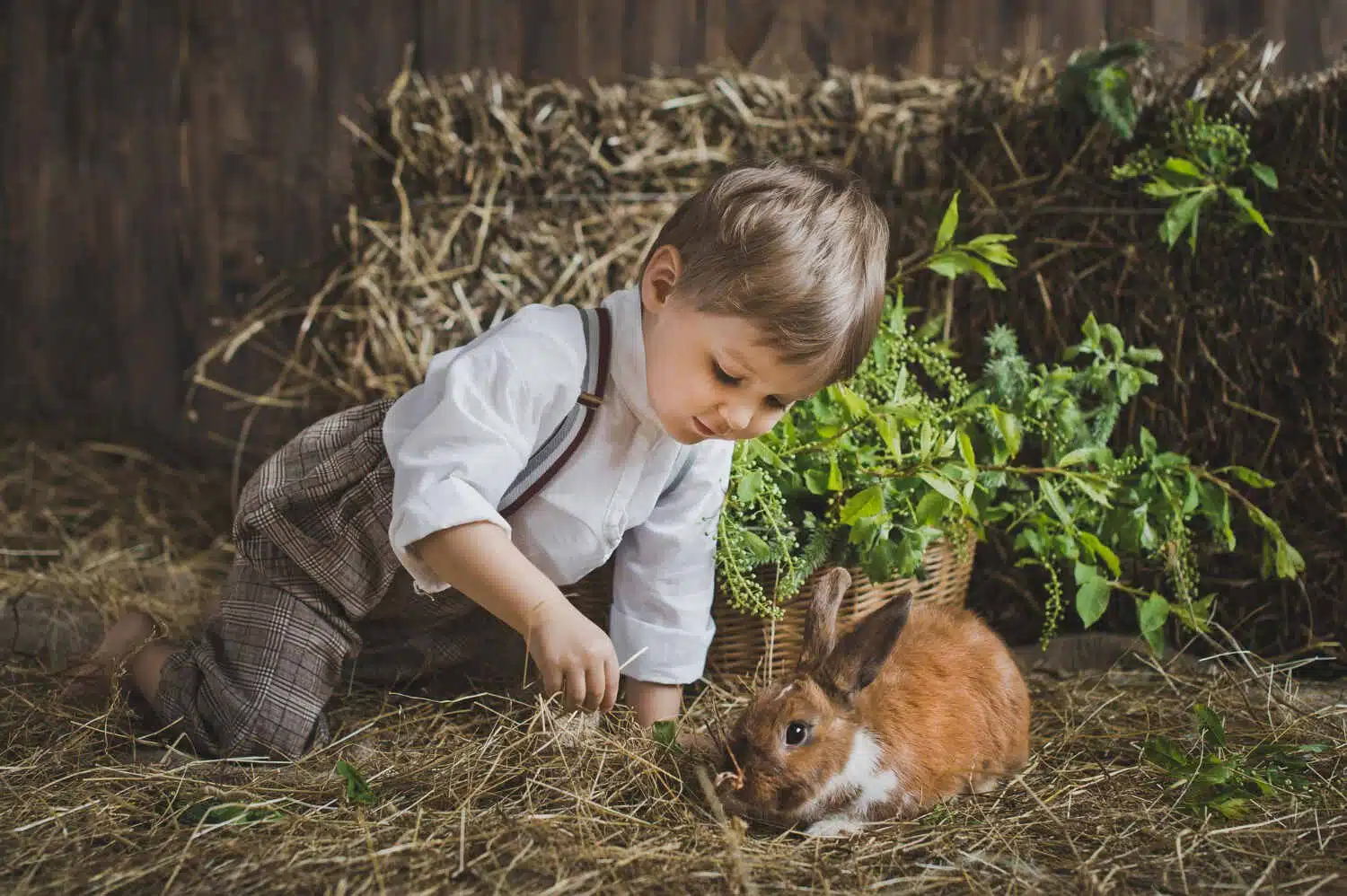 Animal Experiences Swansea