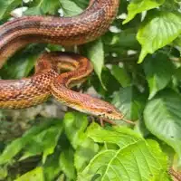 Corn Snake