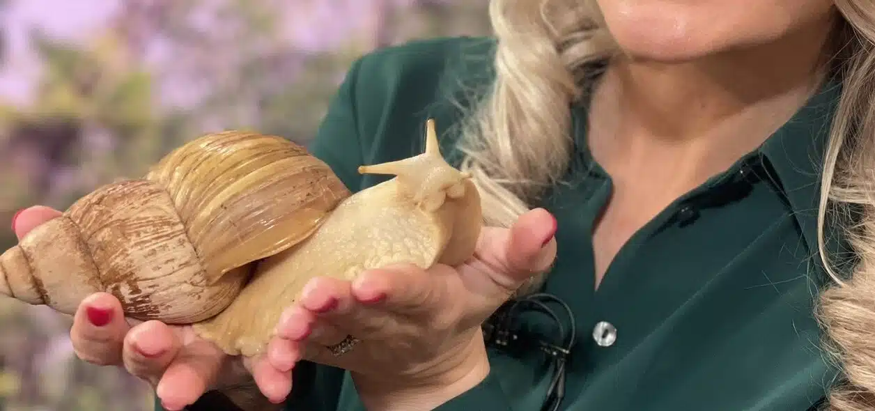 Giant African Land Snail