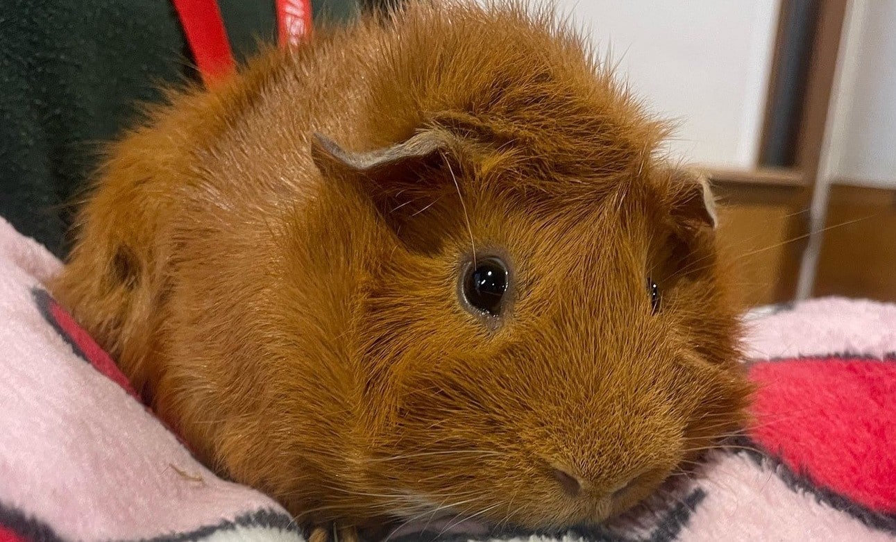 Animal 7