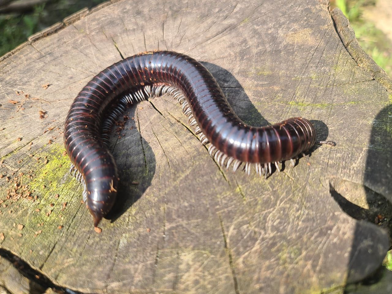 Animal 7