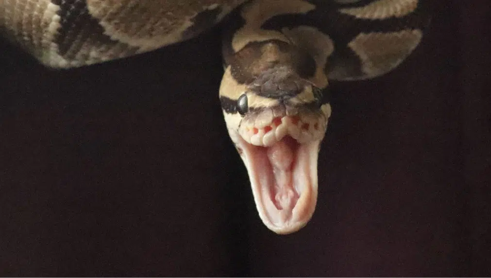 Royal Python