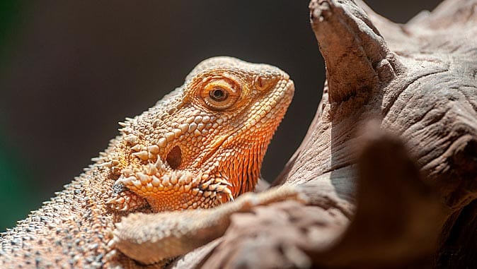 Animal 7