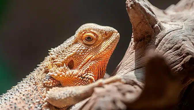 Bearded Dragon