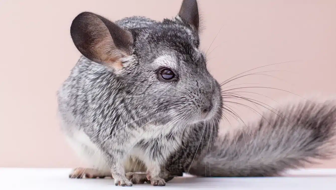 Animal 7
