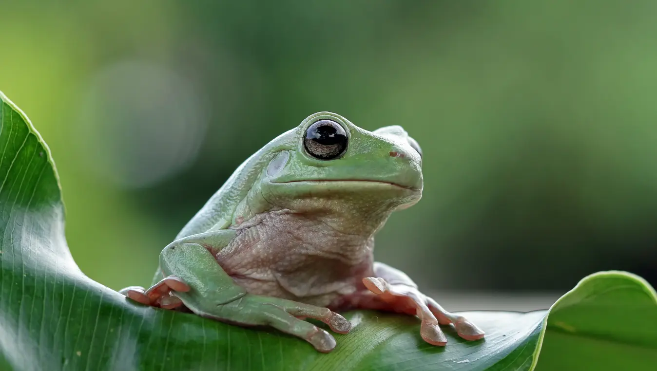 Whites Tree Frog