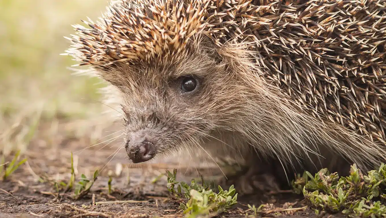 Mysterious World of Nocturnal Animals