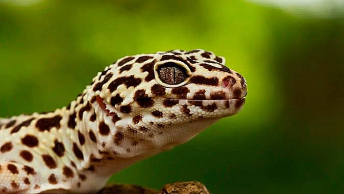 Animal 7