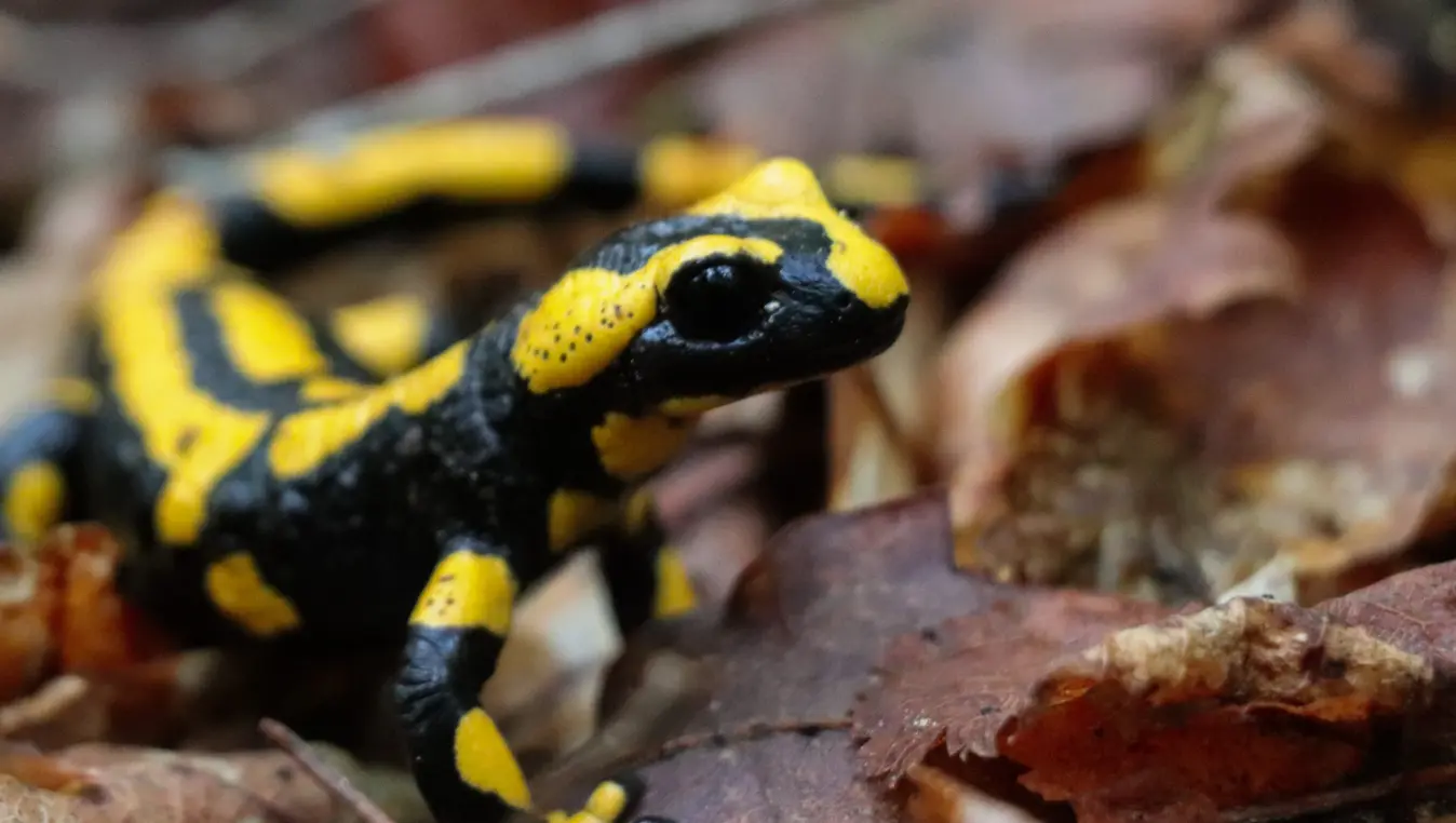 Salamander