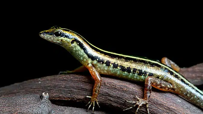 Skink