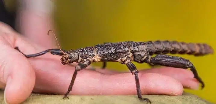 Stick Insects