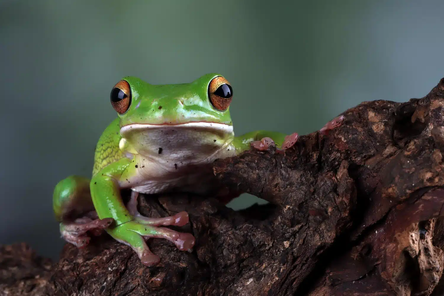 Amphibians