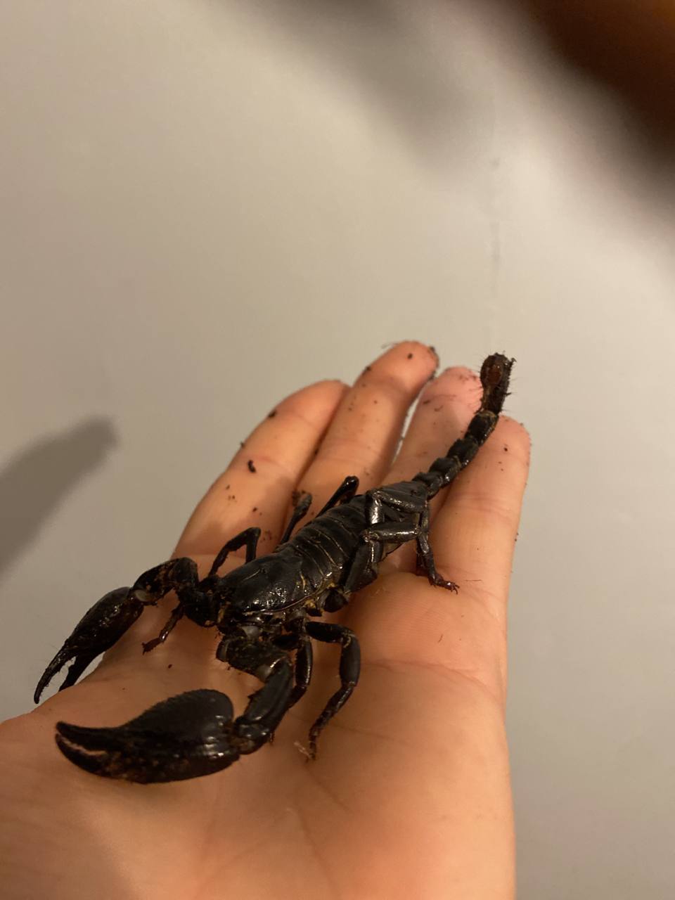Scorpions: The Ultimate Experience for Parties & Events