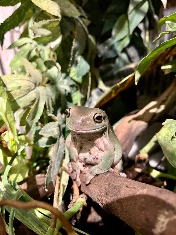 animal