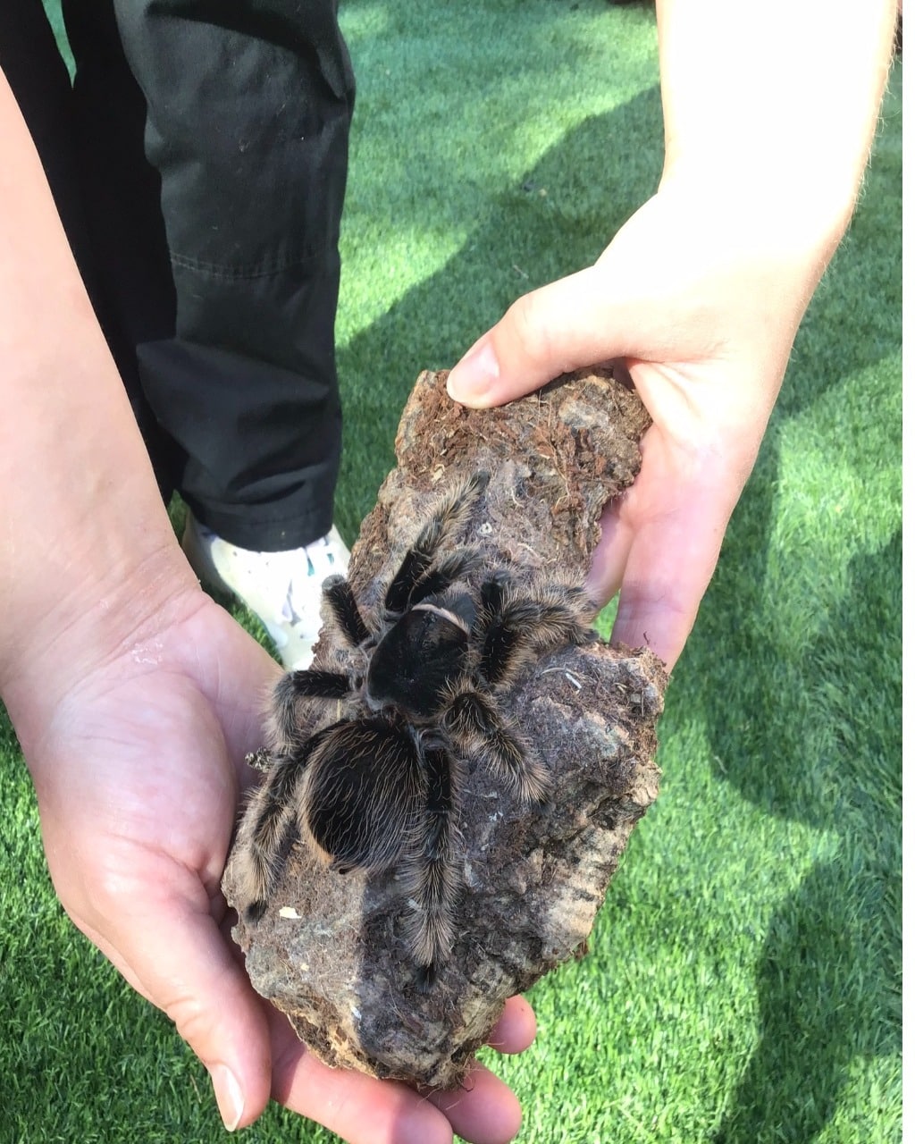 Meet the Tarantula: A Hero of the Creepy-Crawly World