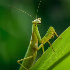Praying Mantis