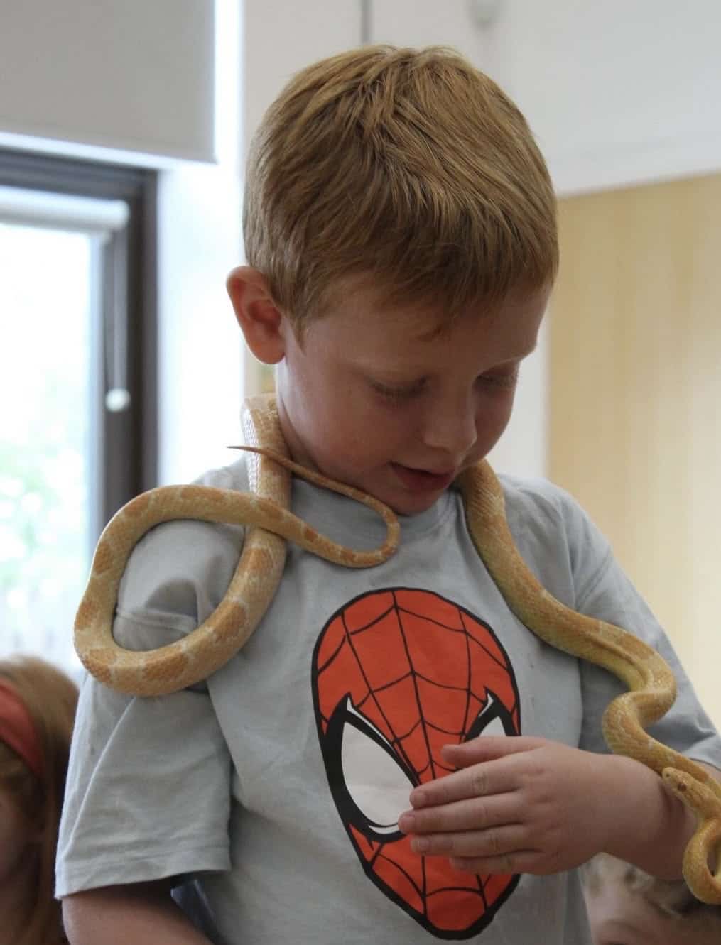 The Corn Snake: Your Complete UK Guide to This Fascinating Pet