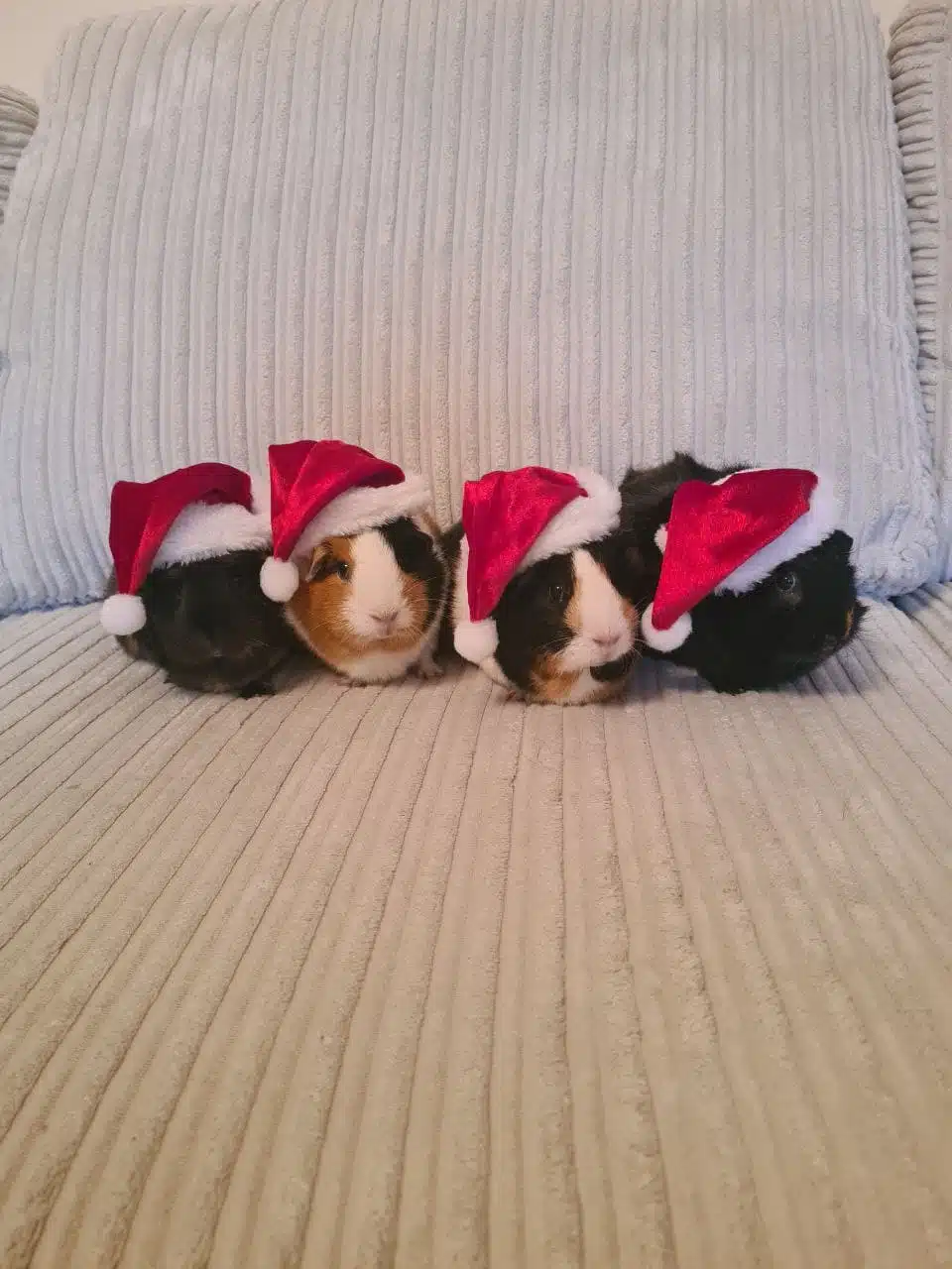 Christmas Corporate Events: How Animal Encounters Boost Team Spirit