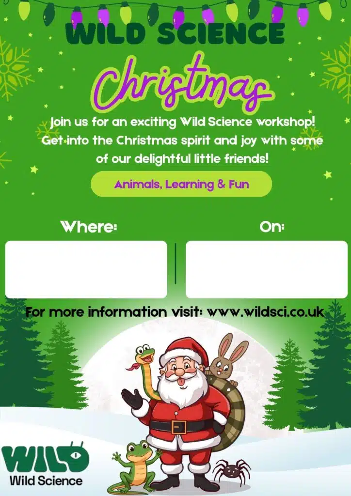Christmas Animal Event Poster