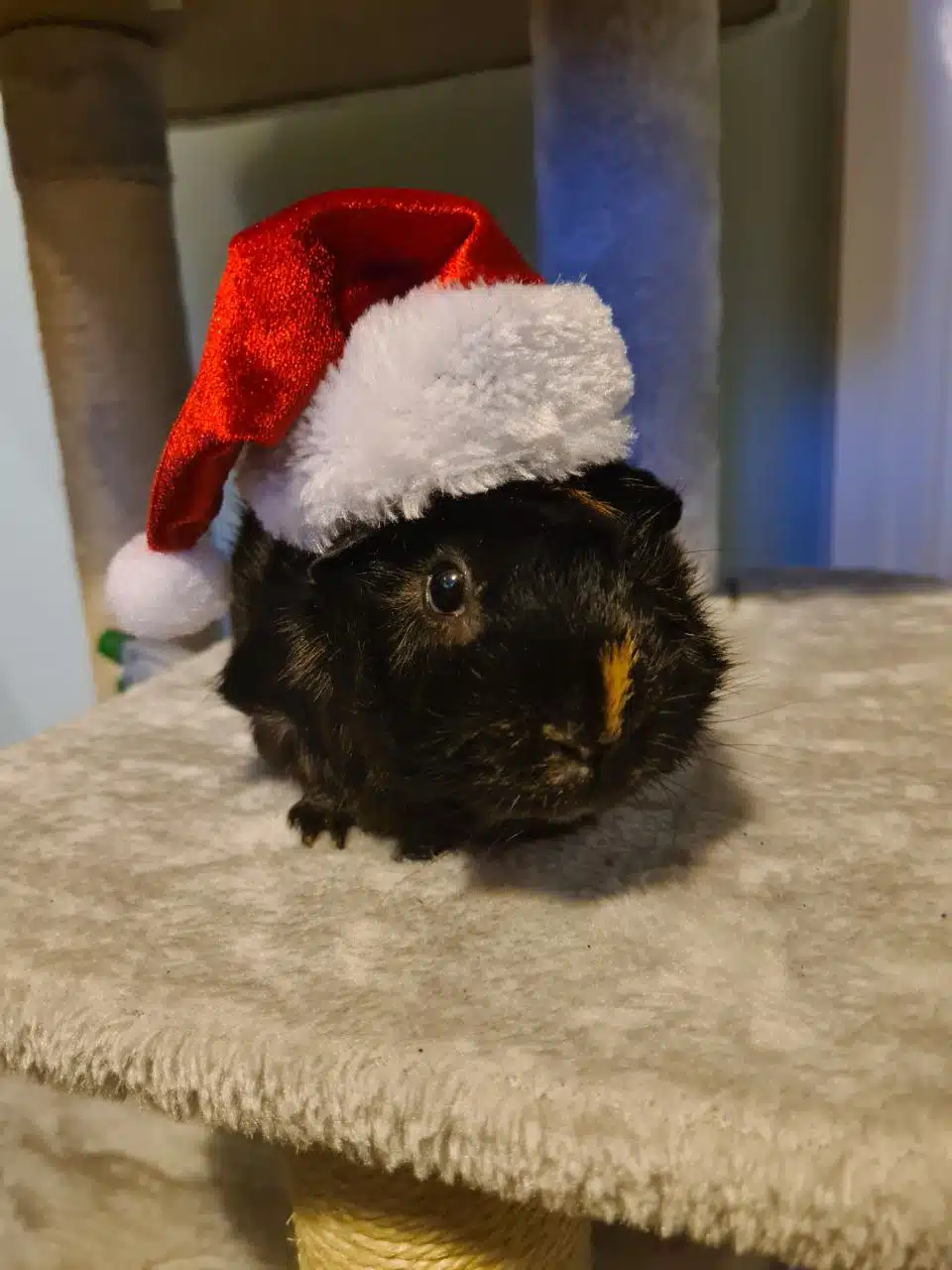 Magical Christmas Animal Parties for Families Across the UK